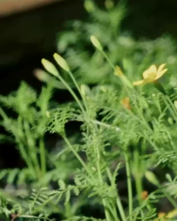 Herbs and yellow flowers in a raised bed