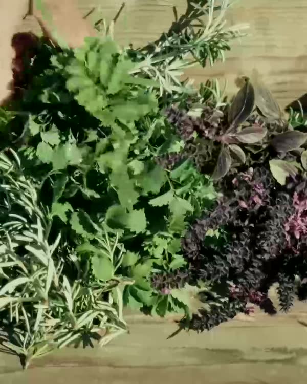 A crate of freshly picked herbs