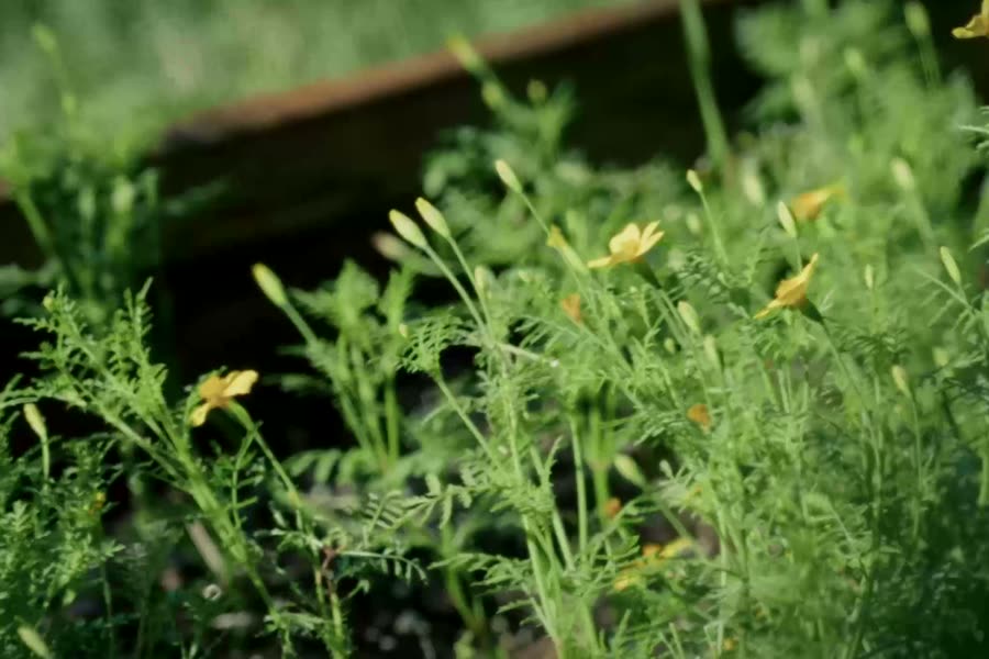 Herbs and yellow flowers