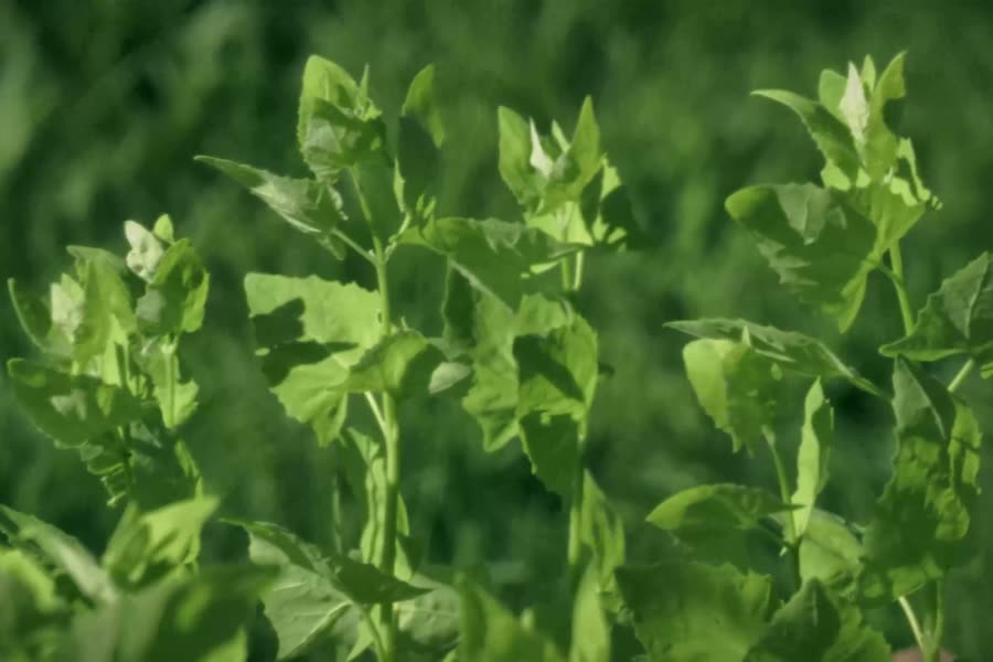 A field of green leaves