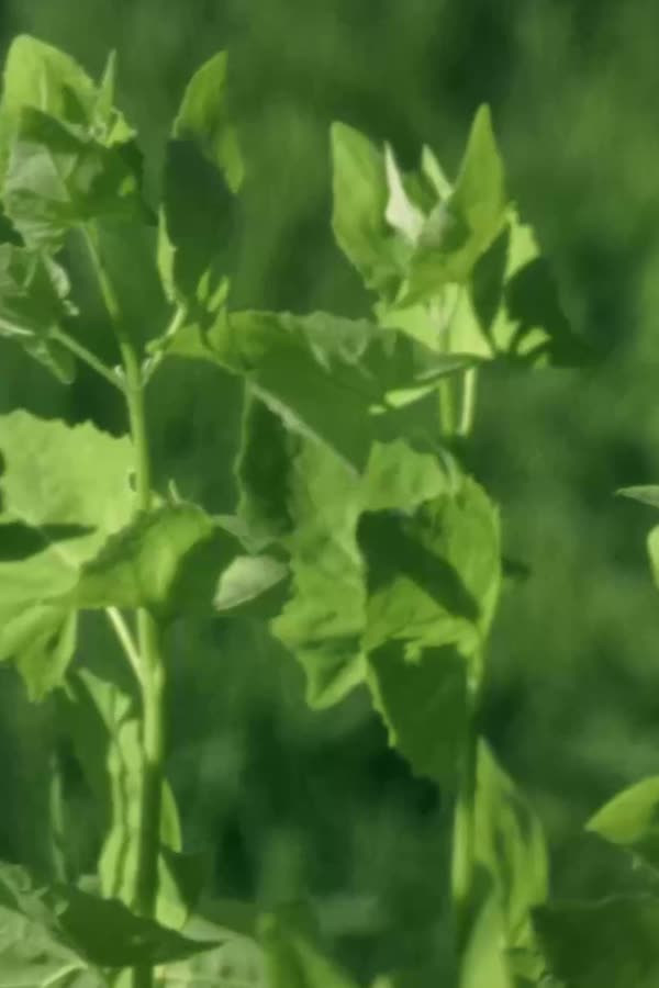 Green leaves, close up