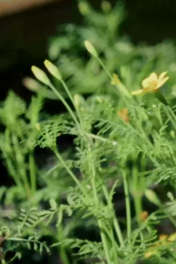 Herbs and flowers, close up