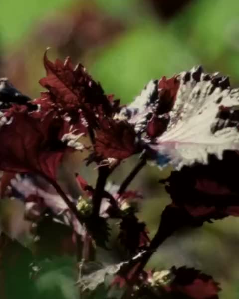 Shiso leaves moving in the breeze